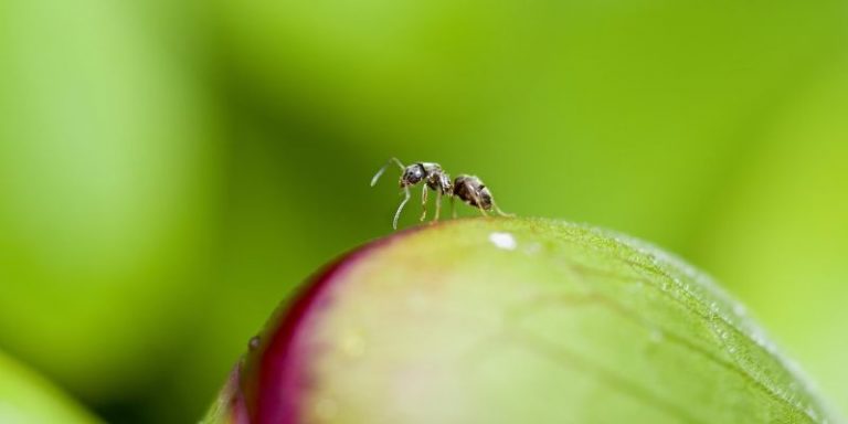 IA et robotique : des chercheurs s’inspirent des fourmis pour la navigation autonome d’un drone miniature